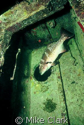 Huge Grouper leaves the wreck via a porthole. by Mike Clark 